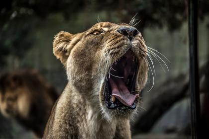 Golden mouth