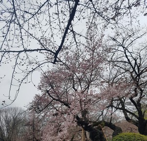 Ueno Park cherry blossom