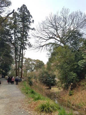 Fushimi Inari-taisha stray