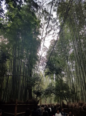 Bamboo Forest