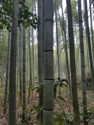 Bamboo Forest 2