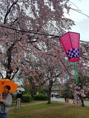 Osaka Castle cherry blossom