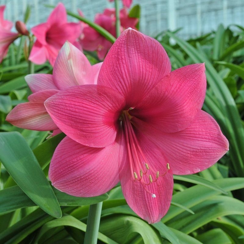 amaryllis