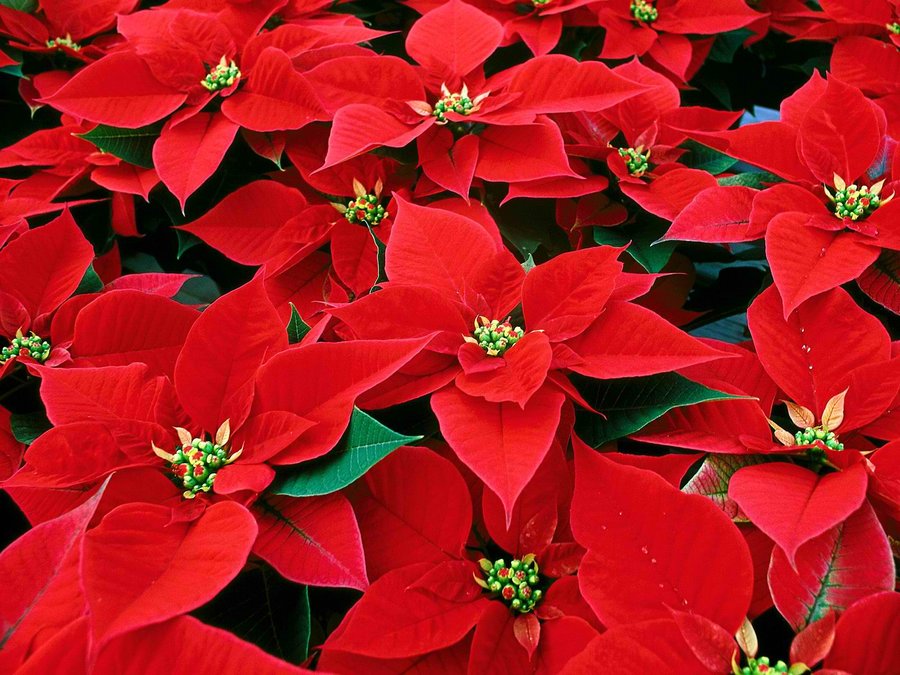 poinsettia-christmas-flower