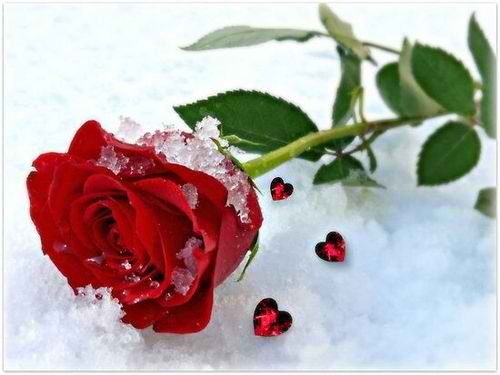 snow-rose-min