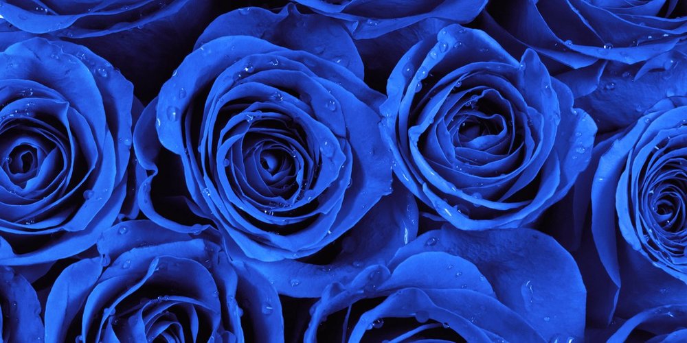 valentines-blue-roses