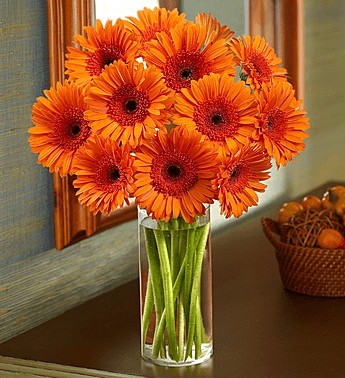 valentines-orange-gerberas
