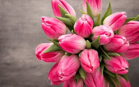 valentines-pink-tulips