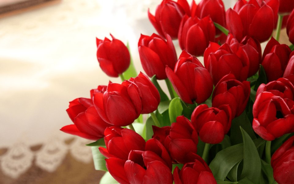 valentines-red-tulips