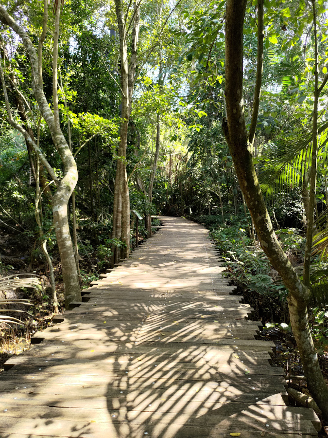 Chek Jawa Trail 2