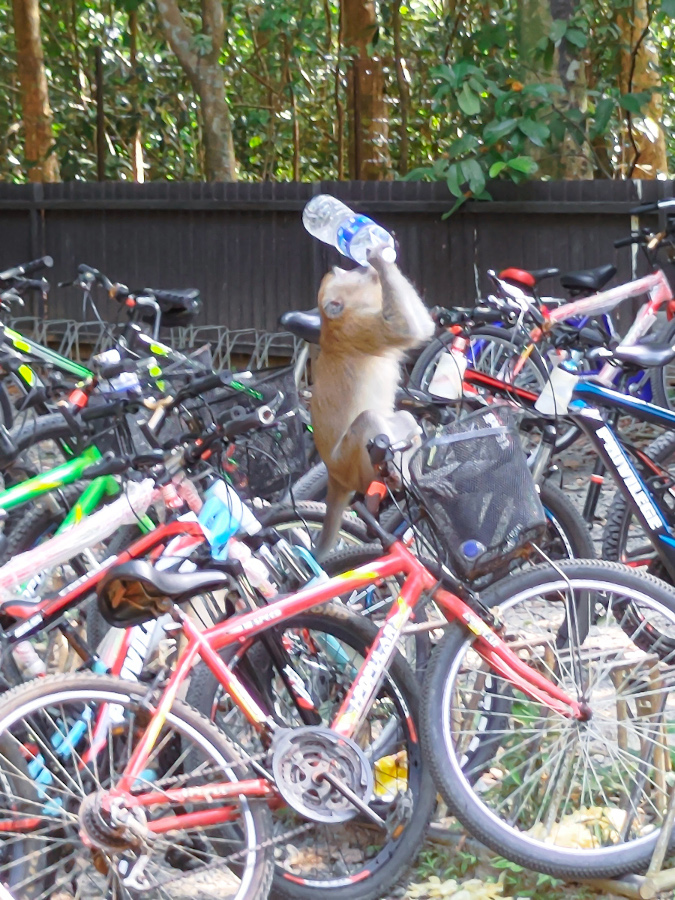 Park your bikes outside the entrance of Chek Jawa but bring your food and drinks in