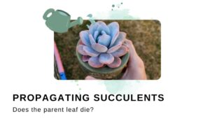Propagating Succulents Do Old Leaves Die Out