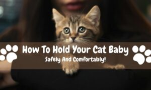 How To Hold Your Cat Baby Safely And Comfortably!
