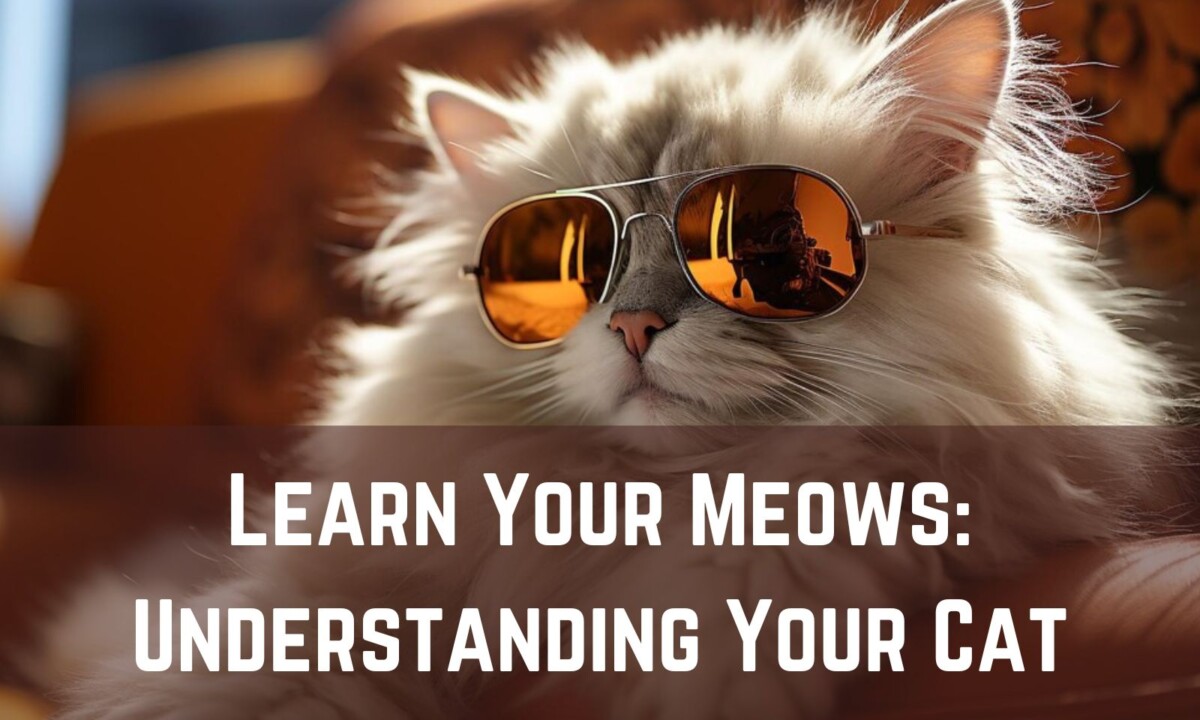 Learn Your Meows: Understanding Your Cat