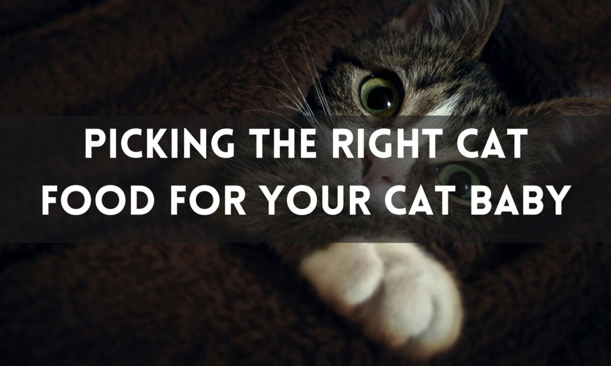 Picking The Right Cat Food For Your Cat Baby