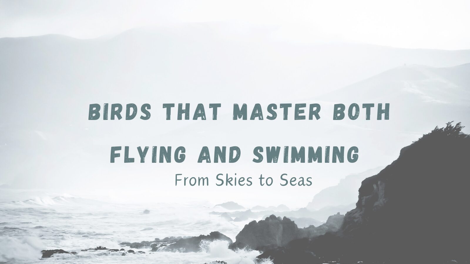 Birds That Master Both Flying and Swimming